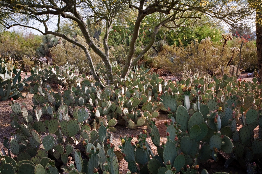 Prickly Pear Forest